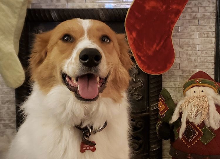 askashlar's tweet photo. Do you like my holiday portrait? In 2020, my goal is to keep spreading joy to LUC students! #therapydog #loyolachicago https://t.co/TVK4Tt0SRd