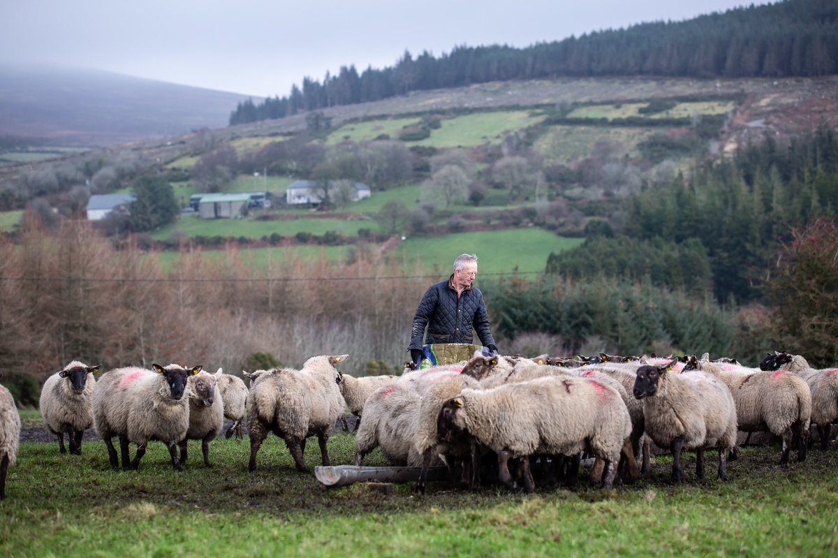 Irish Farmers Journal on Twitter "Alfie Leech helps his grandfather