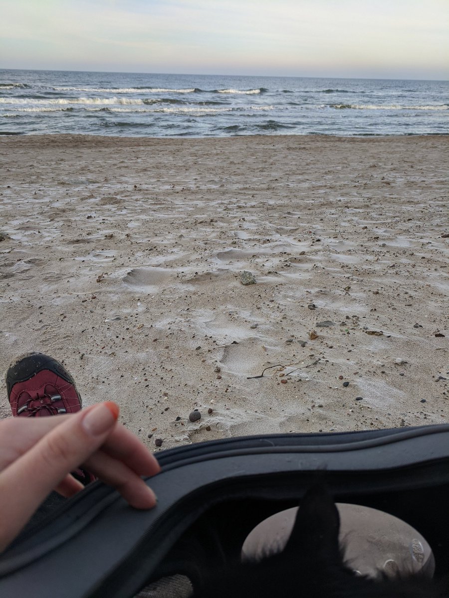 Chashu-cat peaking out of a backpack on the beach with stormy sea in the background.