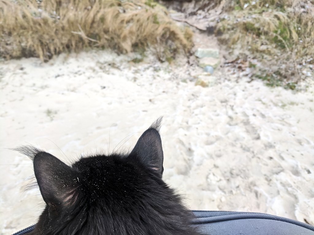 Chashu's ears popping out of a backpack with sand and grass in the background.