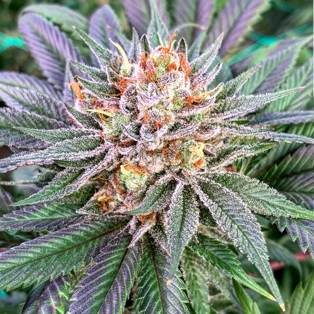 OnePlantUS's tweet photo. Our #NewYearsResolution is to have the best flower in the state of Florida. π₯³
Oh wait... we're already doing that...π
#NewYearNewStrains #SherbD #NonHoopHouseGrown https://t.co/rXGuRM9zqg