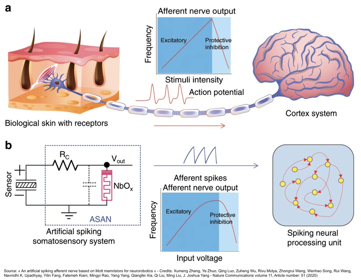 RoyalVoxPost's tweet photo. #ArtificialNeuron #NeuromorphicComputing: scientists have designed an artificial nerve based on Mott memristors. The resistive random access memory device could be used to construct complex neural networks and highly efficient spiking neurorobotics systems https://t.co/5wtUftcb7T https://t.co/YeGLZhsHGI