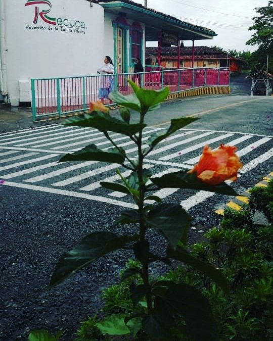 recucaoficial's tweet photo. Arquitectura, naturaleza y paisaje, una combinación perfecta en el Recorrido de la Cultura Cafetera #Recuca #Quindío #PaisajeCulturalCafetero⬇️
https://t.co/I9lJxAnWYP https://t.co/e2GJ6vpUU5