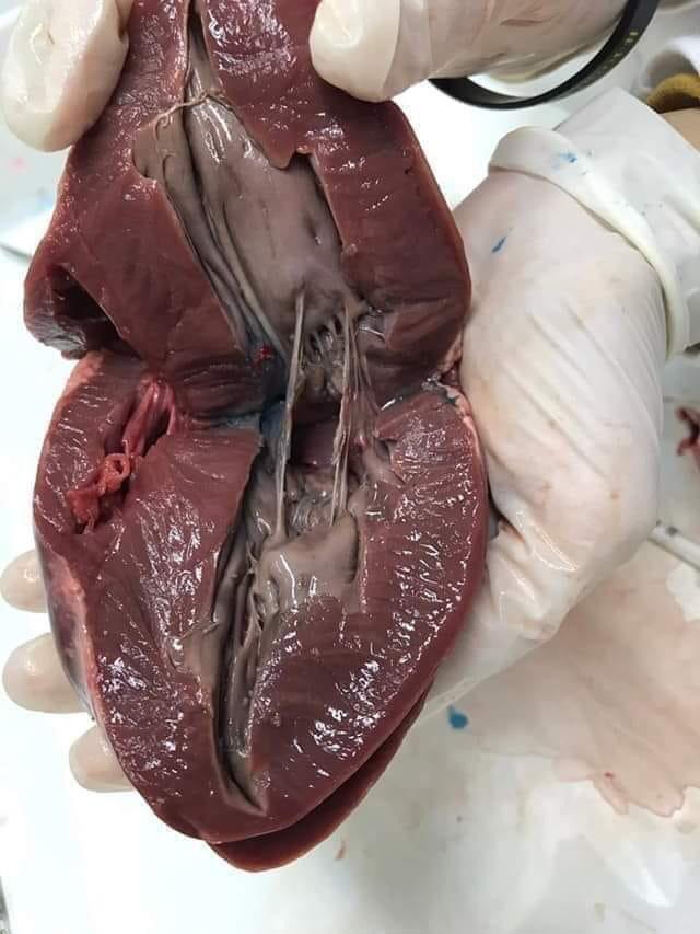 afrobarbiiie's tweet photo. Este é o interior do coração. 
 Tá vendo ??? Não tem NINGUÉM aí dentro !!! 
Ele só serve para bombear o sangue, deixa de ser besta! Foca em vc🙄 https://t.co/FqL9eOSCh9