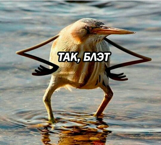 Skifcha99's tweet photo. @liev_reliev same energy https://t.co/QhDqyoNCrR