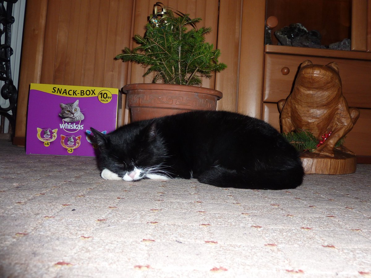 A late Happy New Year everyone! Donny spent the first hours of the new year sleeping in the stable... I was with my humans at midnight, and when some of them went outside, I decided to sleep in front of my Christmas tree.