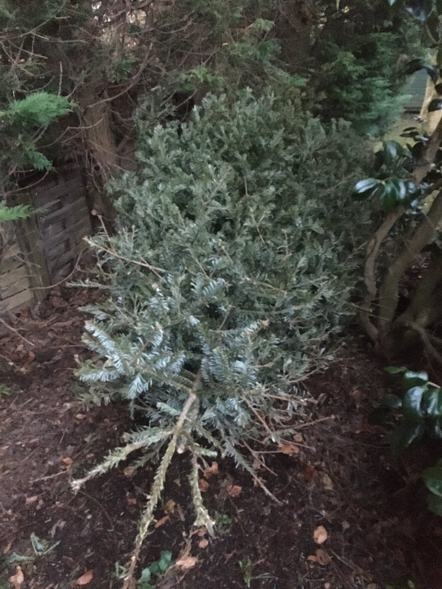 oliverlennon's tweet photo. Tree down, decorations in the attic and house back to normal. Now I can get back to normal as the festive season is now over - being a grumpy old man 😆. #christmasisover #decorationsdown #normality https://t.co/Rsd7RqOY6g