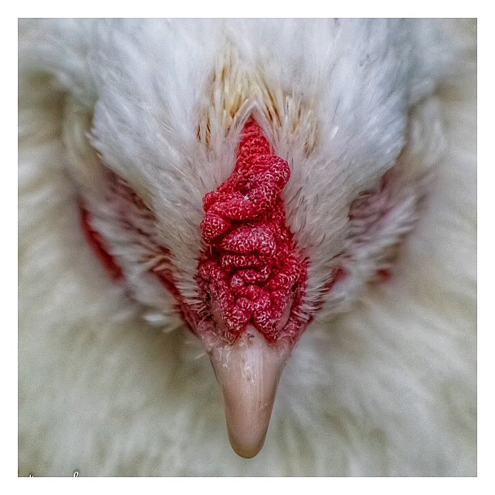 SteveSulley1's tweet photo. Very pleased to have one of my images featured in @AP_Magazine this week ! #photography #nikon #hencomb #creative #nottingham #ThePhotoHour #amateurphotographer #nikond3300 #nottinghamandnottsphotographicsociety @lce_nottingham @NottinghamNotts https://t.co/4p7Rd2EzpJ