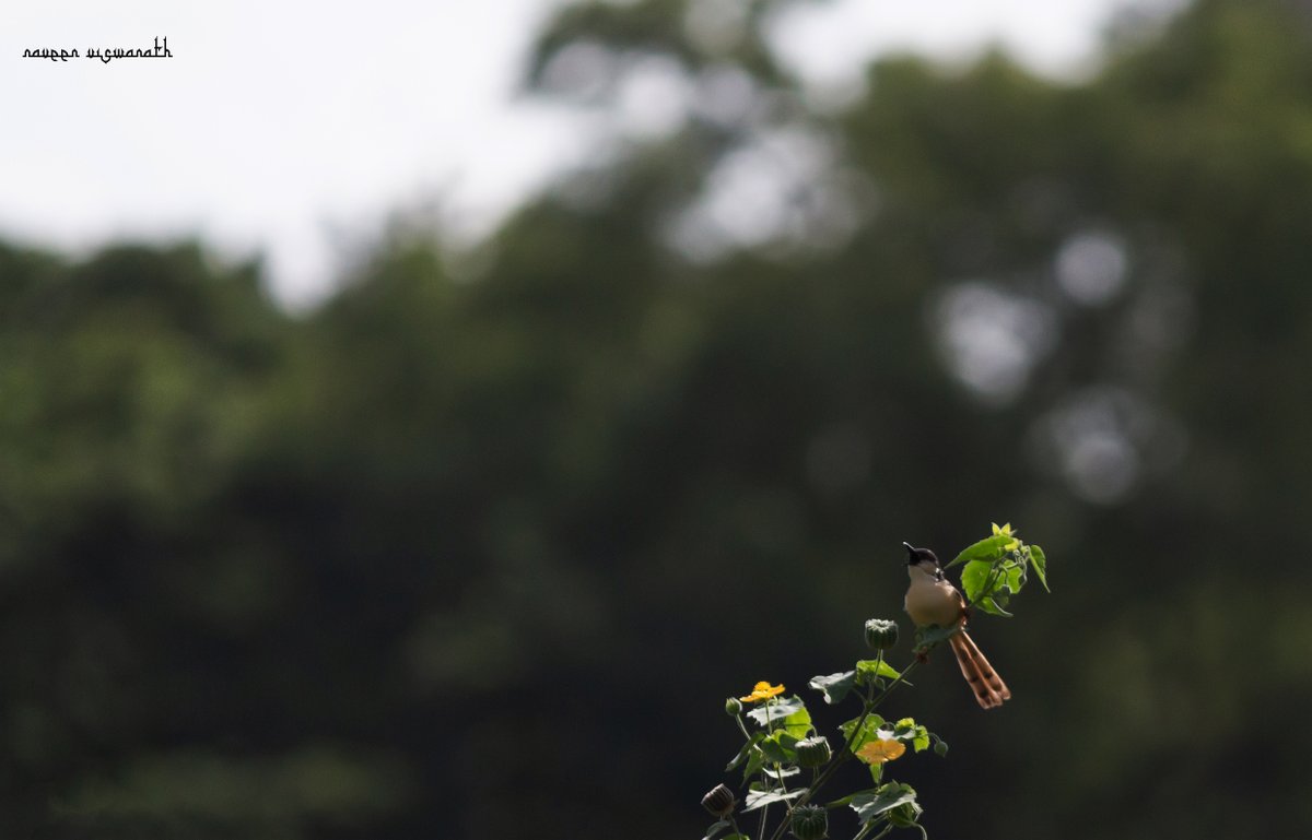 Ashy!!!

#ashyprinia #birding #birdwatching #birdlovers #birdphotography #nature #naturelovers #naturephotography #TwitterNatureCommunity #Hyderabad