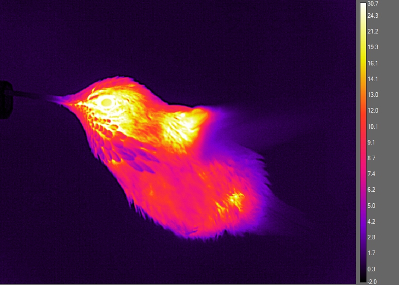 Lampornis's tweet photo. The lab is off to the SICB meeting in Austin, TX tomorrow. Ready to share the latest about body-heat regulation in hovering hummingbirds! #SICB2020, #PowersLab https://t.co/AxI5Jg0k10