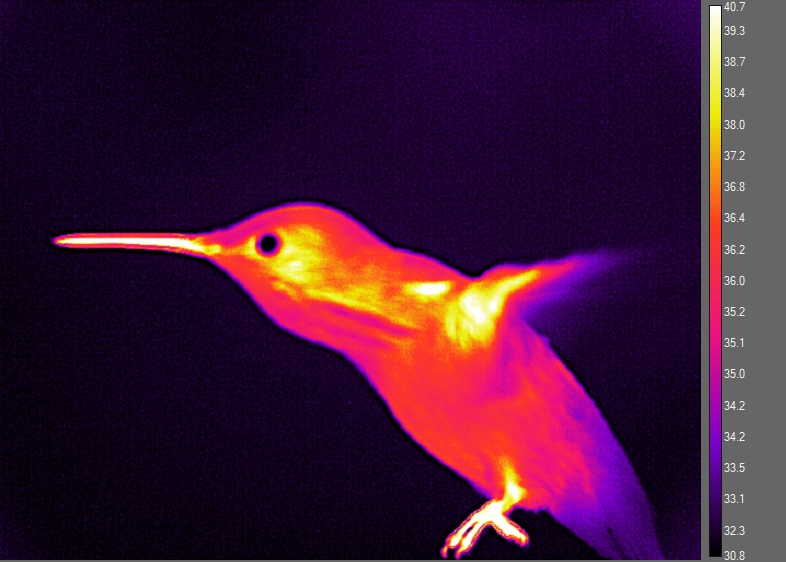Lampornis's tweet photo. The lab is off to the SICB meeting in Austin, TX tomorrow. Ready to share the latest about body-heat regulation in hovering hummingbirds! #SICB2020, #PowersLab https://t.co/AxI5Jg0k10