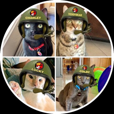 LuckyDaPuppyCat's tweet photo. Helmets on and patrolling today in honor of our fallen #ZSHQ soldiers, Mau @MauSupercat and General Shay @MadSCWT. It was an honor serving with you #RIPMau #RIPShay ๐๐๐ run free soldiers #untilwemeetagain https://t.co/8KarLrc5w3