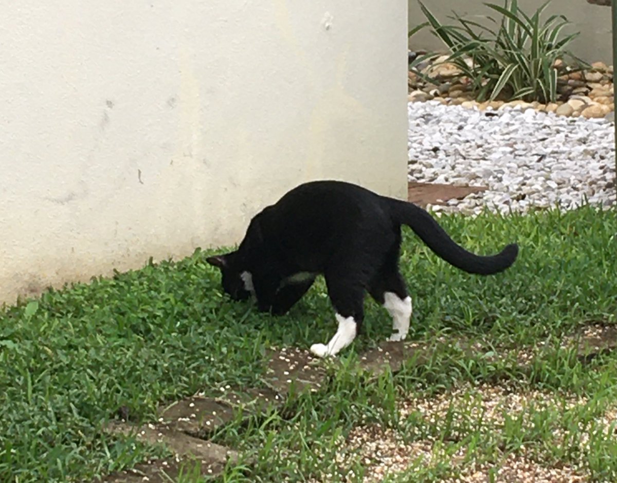 LuckyDaPuppyCat's tweet photo. Helmets on and patrolling today in honor of our fallen #ZSHQ soldiers, Mau @MauSupercat and General Shay @MadSCWT. It was an honor serving with you #RIPMau #RIPShay ๐๐๐ run free soldiers #untilwemeetagain https://t.co/8KarLrc5w3