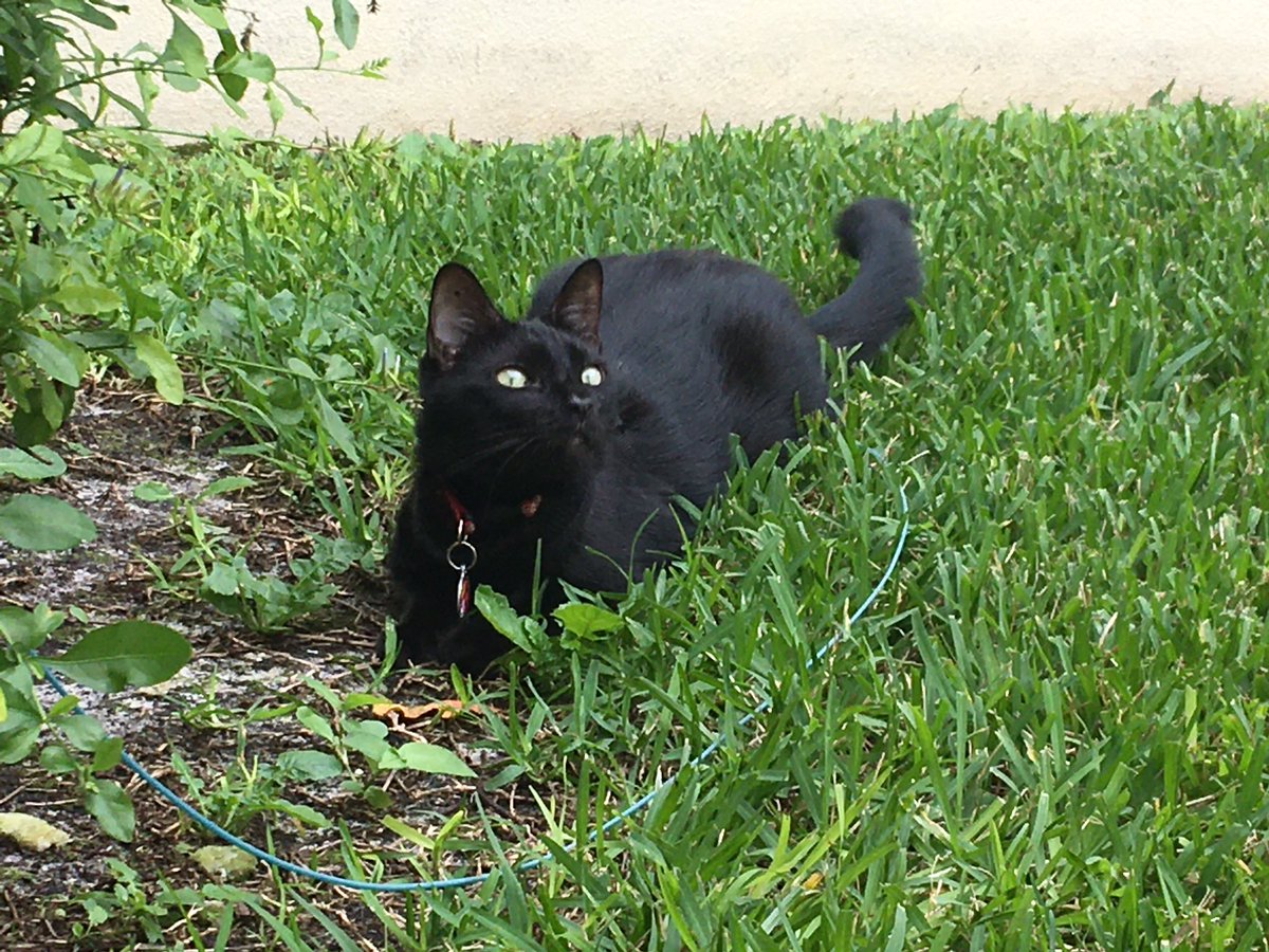LuckyDaPuppyCat's tweet photo. Helmets on and patrolling today in honor of our fallen #ZSHQ soldiers, Mau @MauSupercat and General Shay @MadSCWT. It was an honor serving with you #RIPMau #RIPShay ๐๐๐ run free soldiers #untilwemeetagain https://t.co/8KarLrc5w3