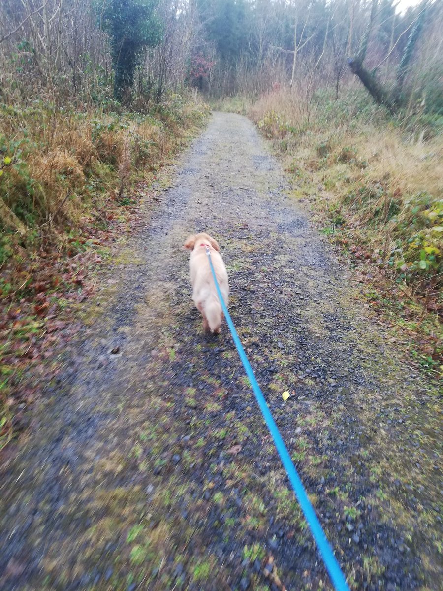 shellmc_curran's tweet image. #100daysofwalking day 2 in Galway