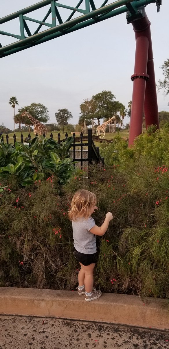 AnimalFamilyTys's tweet photo. Watching giraffes with Giraffe @BuschGardens #awesome #cute https://t.co/T6QgOgpPwS