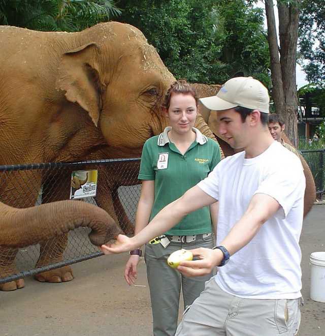 iwantnathanto's tweet photo. I want Nathan to perform a magic trick (?) for elephants https://t.co/6Z5DgI8NdB