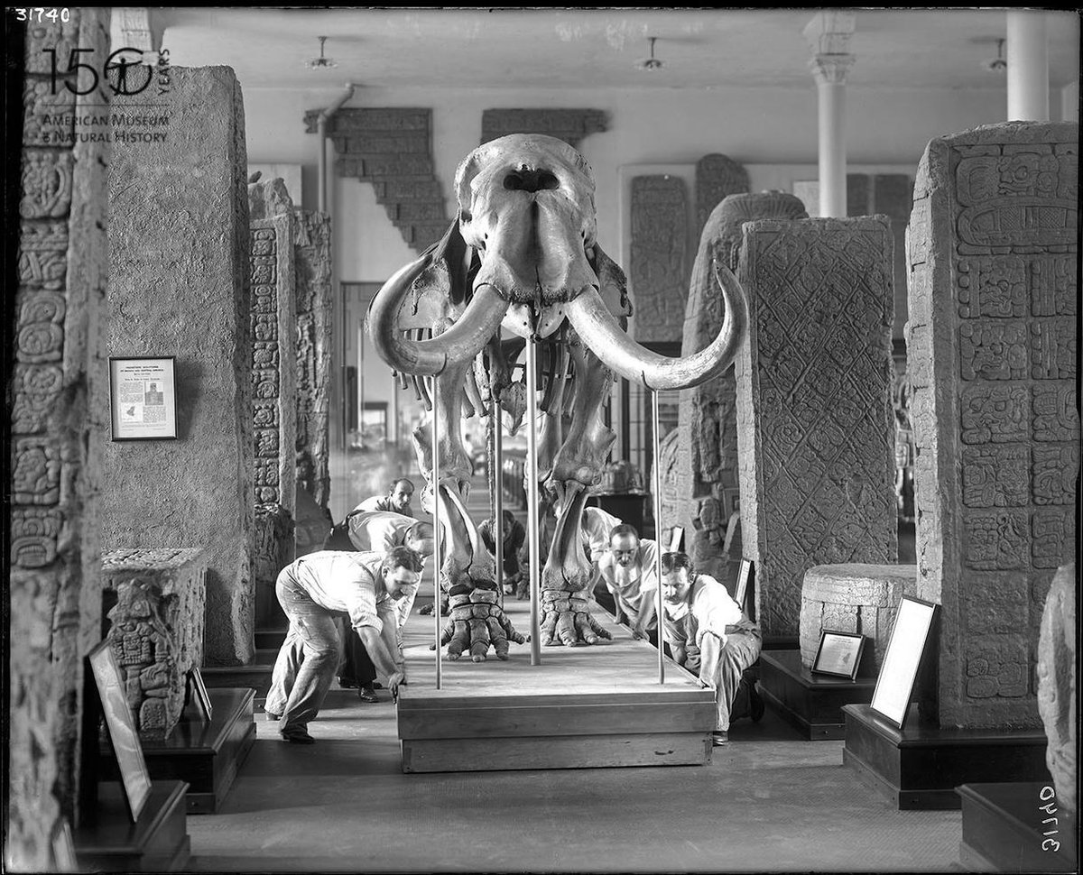 Black and white photo of 6 men, sliding the mastodon through Museum hallways on a platform. 