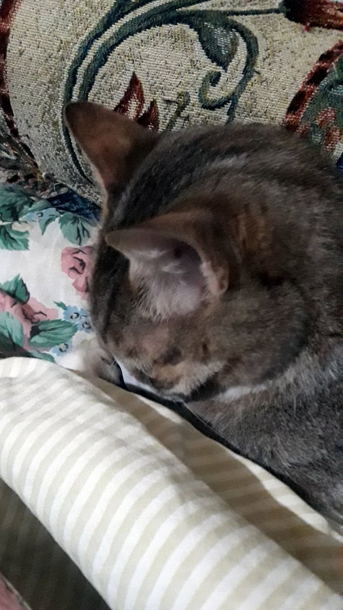 Francy_Murroni's tweet photo. #1of366 Fidelity โค
I've started #2020year with seasonal flu and Pixel my lovely #cat did not leave me alone ๐ป
Sorry for late this is my #366project, one photo for day. ๐ธ
#HappyNewYear with a little late!๐ https://t.co/bCJgxyA8b5