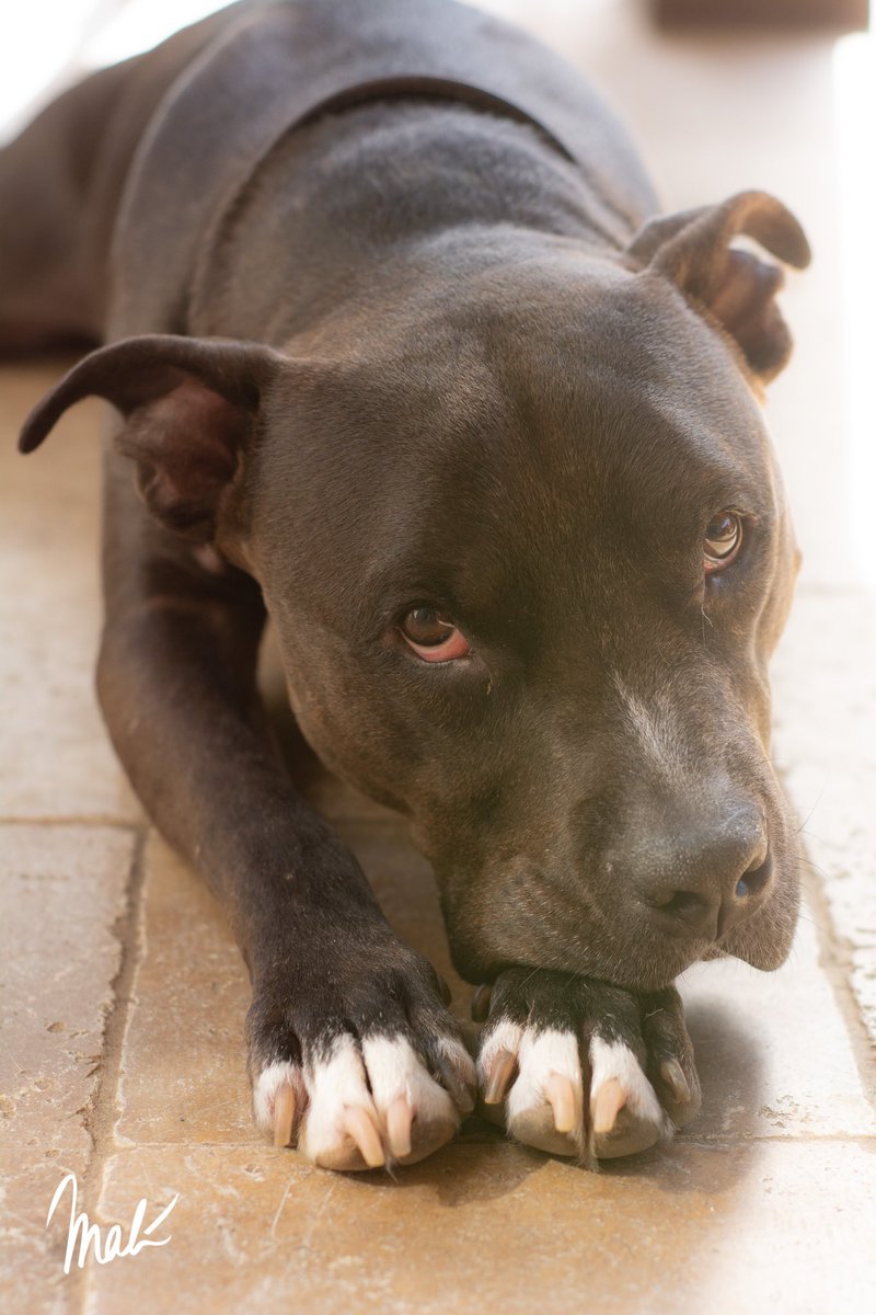 Dog safety message to all #doglovers. Beware of sugar free products containing Xylitol.  It is extremely poisonous to your family pet.  One piece of some brands of gum can be fatal.  An emergency vet just saved our Loki’s life.  Spread the word. #dog,#puppy,#pitbull,#PetsAreLove