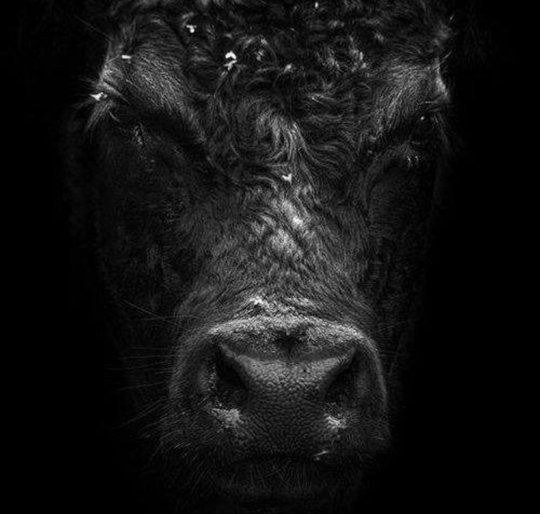 lloydexh's tweet photo. Deadline to enter the Pride of the Prairies Bull Sale is TODAY!! Get those entries in! 

https://t.co/4tZ77vKmBs

#yourlloydexh #prideoftheprairies https://t.co/BJbOTSLZp3