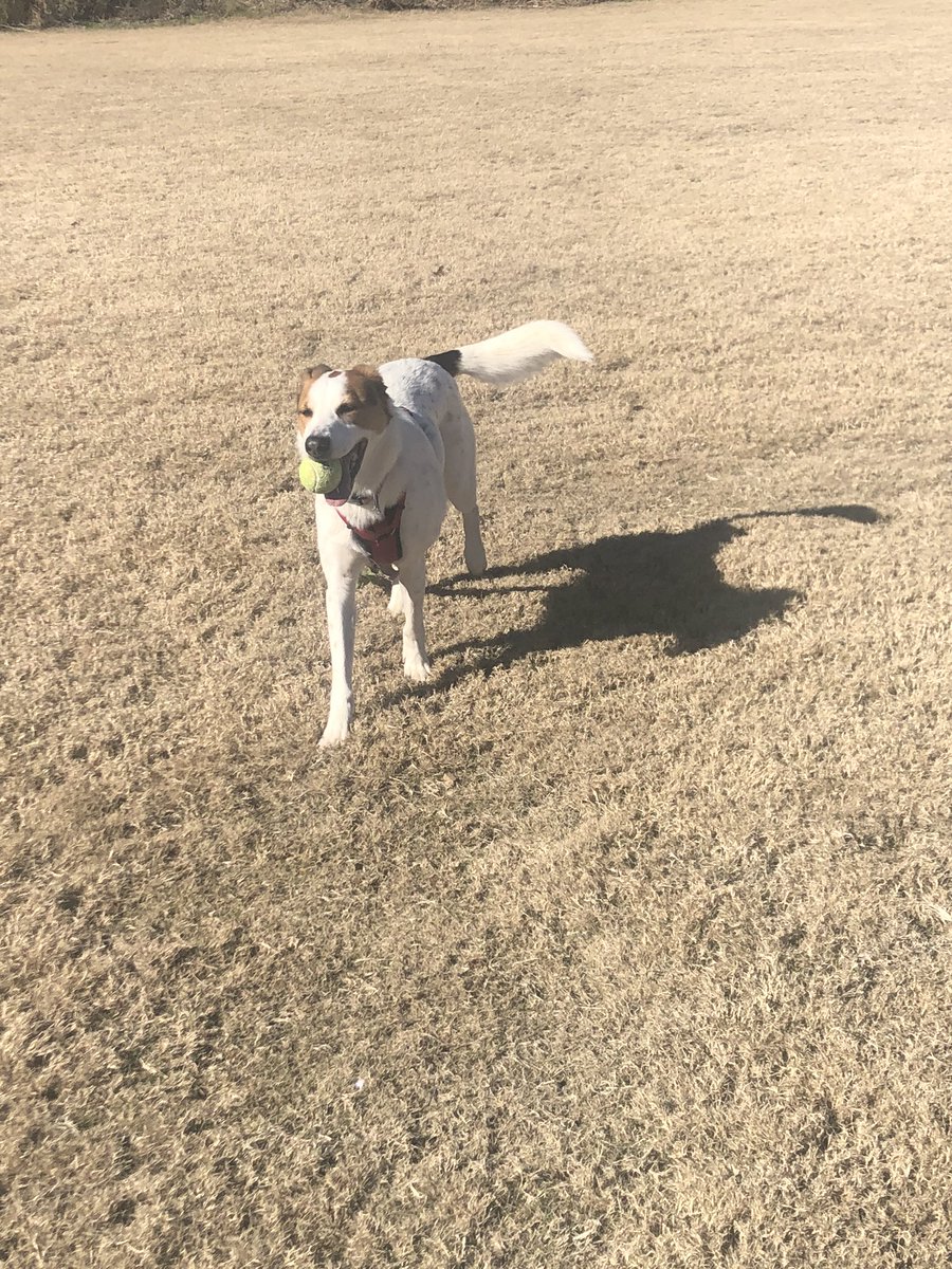 HeatherPrill's tweet photo. My wish for 2020 is for us all to be as happy, energized, motivated and content as this pup. #HappyHarperPup #happynewyear2020 #lessonsfromadog https://t.co/hjEhkspC95
