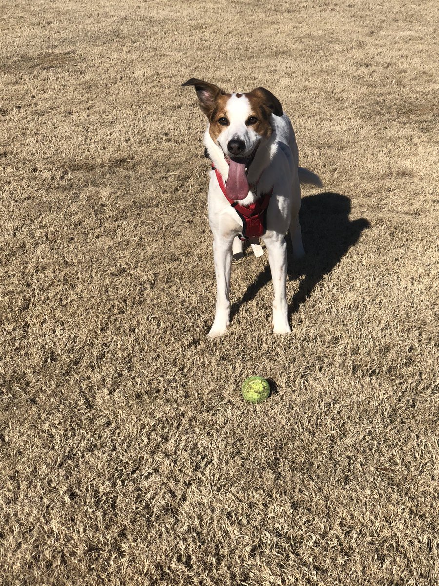 HeatherPrill's tweet photo. My wish for 2020 is for us all to be as happy, energized, motivated and content as this pup. #HappyHarperPup #happynewyear2020 #lessonsfromadog https://t.co/hjEhkspC95