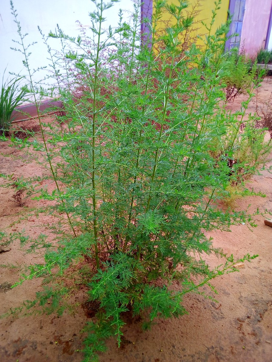 YayaELHADJAMAD1's tweet photo. Day by day, l' #artemisia sauve des vies au #Togo.
#AGRITRADE AFRICA
#OTOGO
#LeadMe. https://t.co/3VSMJ3ygmw