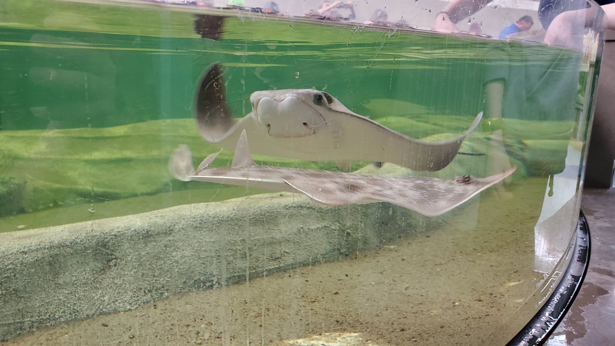AdamGeisen's tweet photo. New #StLouisAquarium is pretty awesome! Definitely go with the annual pass. No lines and it pays for itself in one visit. #LearningOnBreak https://t.co/KQGkhCww2x