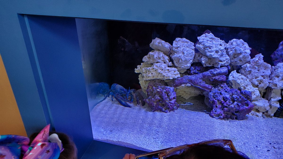 AdamGeisen's tweet photo. New #StLouisAquarium is pretty awesome! Definitely go with the annual pass. No lines and it pays for itself in one visit. #LearningOnBreak https://t.co/KQGkhCww2x