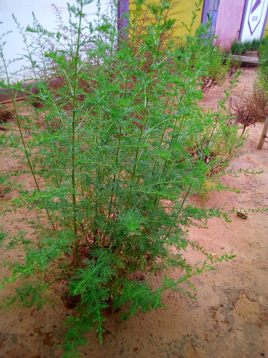YayaELHADJAMAD1's tweet photo. Day by day, l' #artemisia sauve des vies au #Togo.
#AGRITRADE AFRICA
#OTOGO
#LeadMe. https://t.co/3VSMJ3ygmw