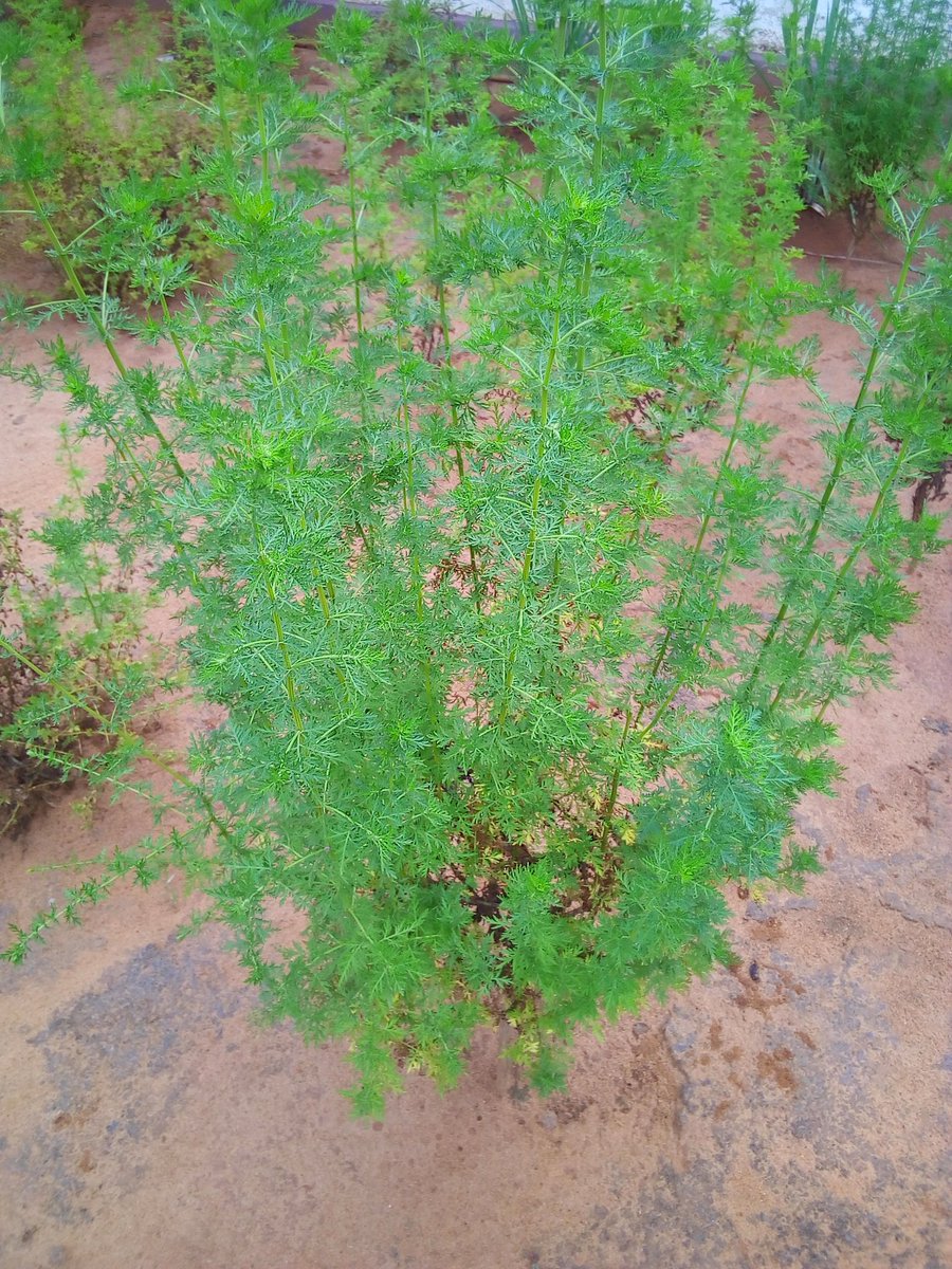 YayaELHADJAMAD1's tweet photo. Day by day, l' #artemisia sauve des vies au #Togo.
#AGRITRADE AFRICA
#OTOGO
#LeadMe. https://t.co/3VSMJ3ygmw