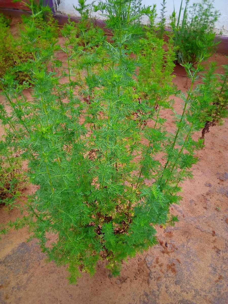 YayaELHADJAMAD1's tweet photo. Day by day, l' #artemisia sauve des vies au #Togo.
#AGRITRADE AFRICA
#OTOGO
#LeadMe. https://t.co/3VSMJ3ygmw
