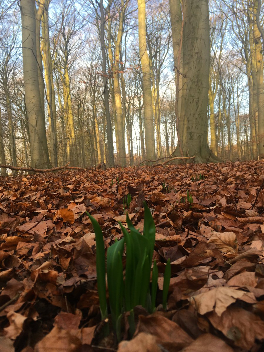 CleanCircleOrg's tweet photo. This is Scandinavia. It is supposed to be freezing.

It was 19°C in Norway today - and in the old forests of Denmark, this wild ramson was not meant to appear until spring. Nature is confused. https://t.co/MaTlBW6izh