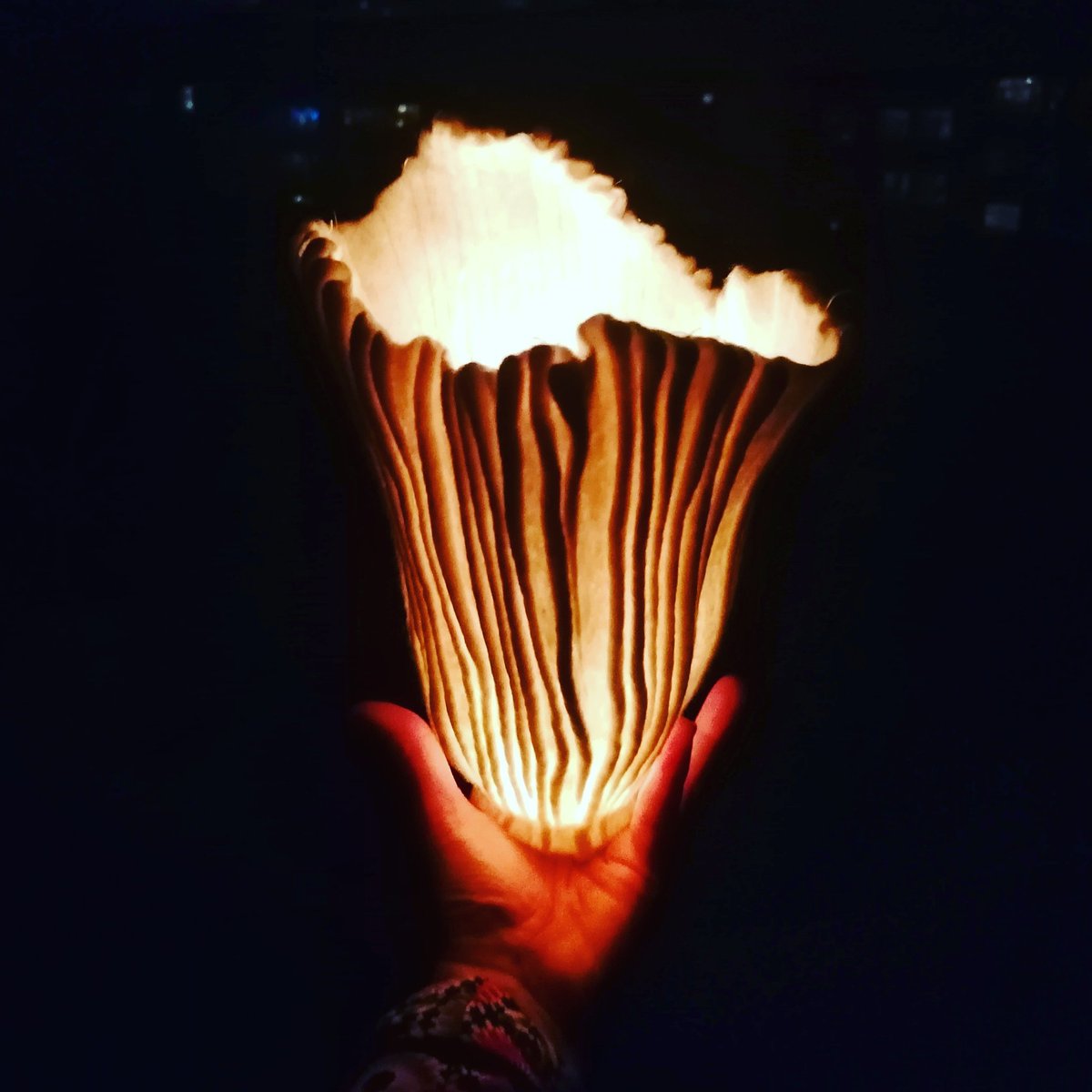 zsofiamarx's tweet image. Wishing you an amazing 2020!