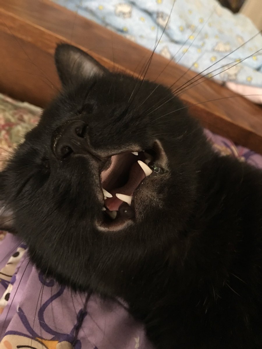Ellece65's tweet photo. @veschwab This is Fairy. She yawns in her sleep and forgets to close her mouth, for hours. 😁 https://t.co/YjqY8AZuif