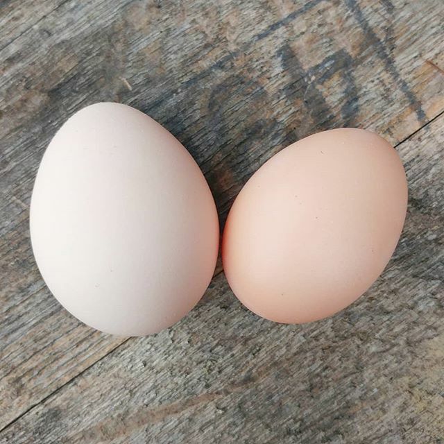 PamsBackyard's tweet photo. OMG! We got two eggs today! The one on the left is from Peepers, our Speckled Sussex. She laid it right in front of me. The egg on the right is from one of our new Barred Rocks. She's 23 weeks old and technically shouldn't start laying until spring, but … https://t.co/TsCvdtkzse https://t.co/vdgZH4aNKp