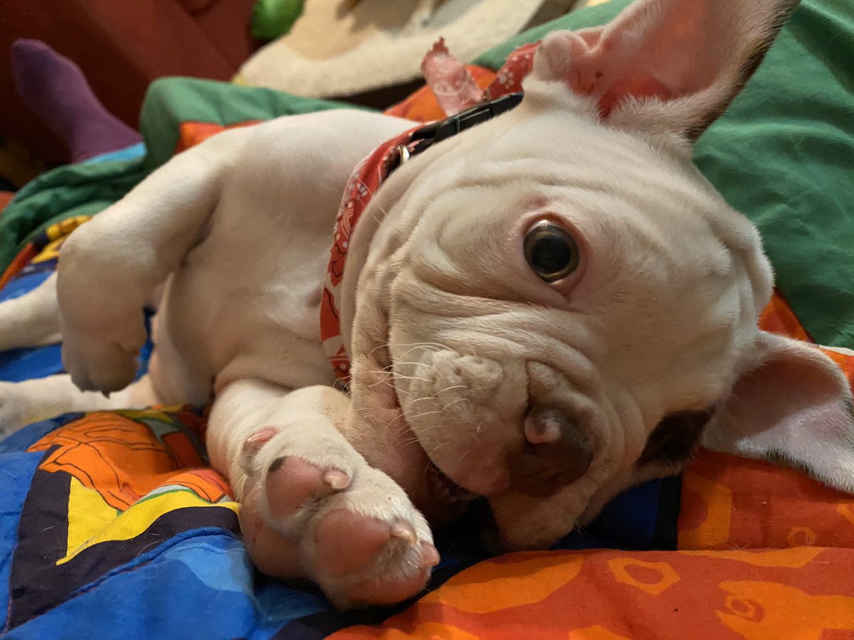jocakern's tweet photo. @MavenOfMayhem In case you needed one more! #sprinklingpuppies https://t.co/vK5qLseNuv