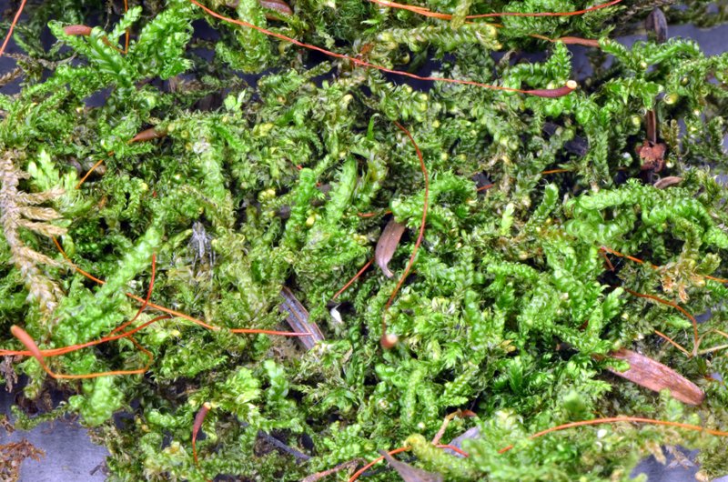 joranttrivil's tweet photo. Hypnum imponens Hedw
Hongos encontrados en este musgo: Bryorella acrogena y Bryosphaeria quinqueseptata
#HepáticasMusgosAntocerorasyLiquenes #Musgos #Hypnum https://t.co/XdF1OOrom1
