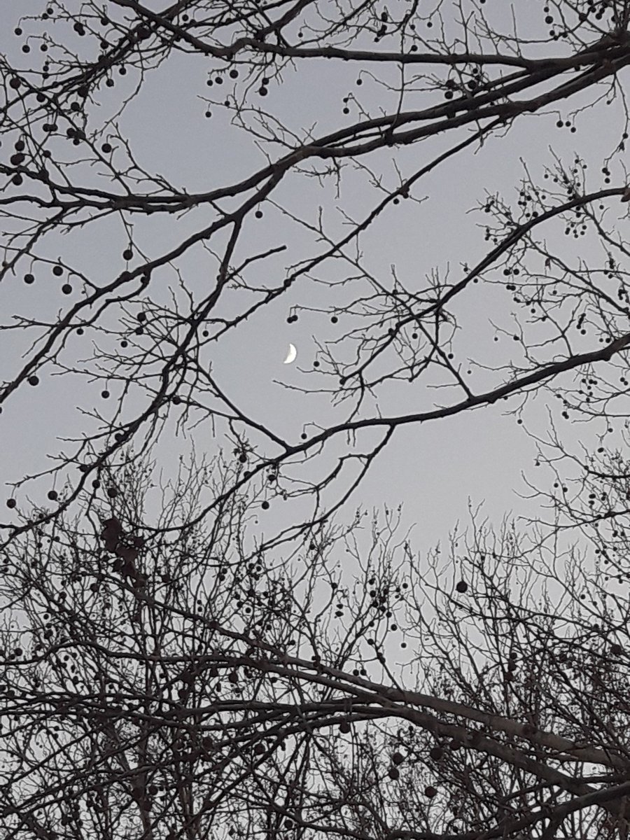 del_pensiero's tweet photo. Essenziale e bellissima quiete, vesti di rami ogni luna e ricordami di abbracciarti ancora. https://t.co/MbsTLpEuKC