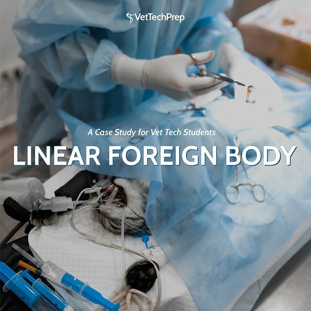 VetTechPrep's tweet photo. Linear Foreign Body: A Case Study for Vet Tech Students 🔗 The Link to the article is in our bio! Go read it now 👉 @VetTechPrep  #VetTechPrep #VetTech https://t.co/ZJikIPoPc9 https://t.co/hmj8PvH9NV