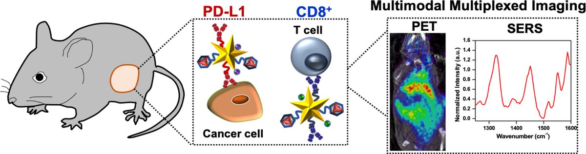 nanotrac's tweet photo. ACS Nano [ASAP] Multimodal Multiplexed Immunoimaging with Nanostars to Detect Multiple Immunomarkers and Monitor Response to Immunotherapies https://t.co/SbNaL3bvYg Via @acsnano #ACSNano #Nanoscience #Nanotechnology #Physics #SelfAssembledStructures #Nanomaterials #NanoAssemblies https://t.co/cwrULbF881