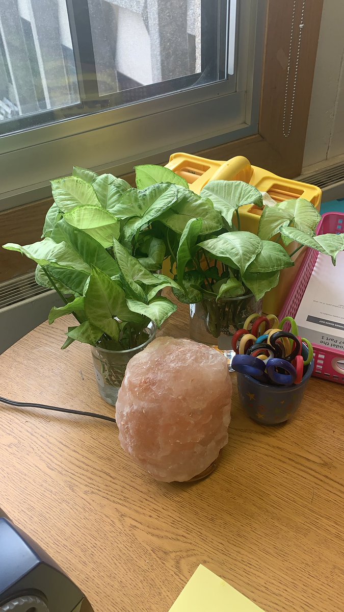 Propogating elephant ears to start off the new year!! #classroomgreenery #science