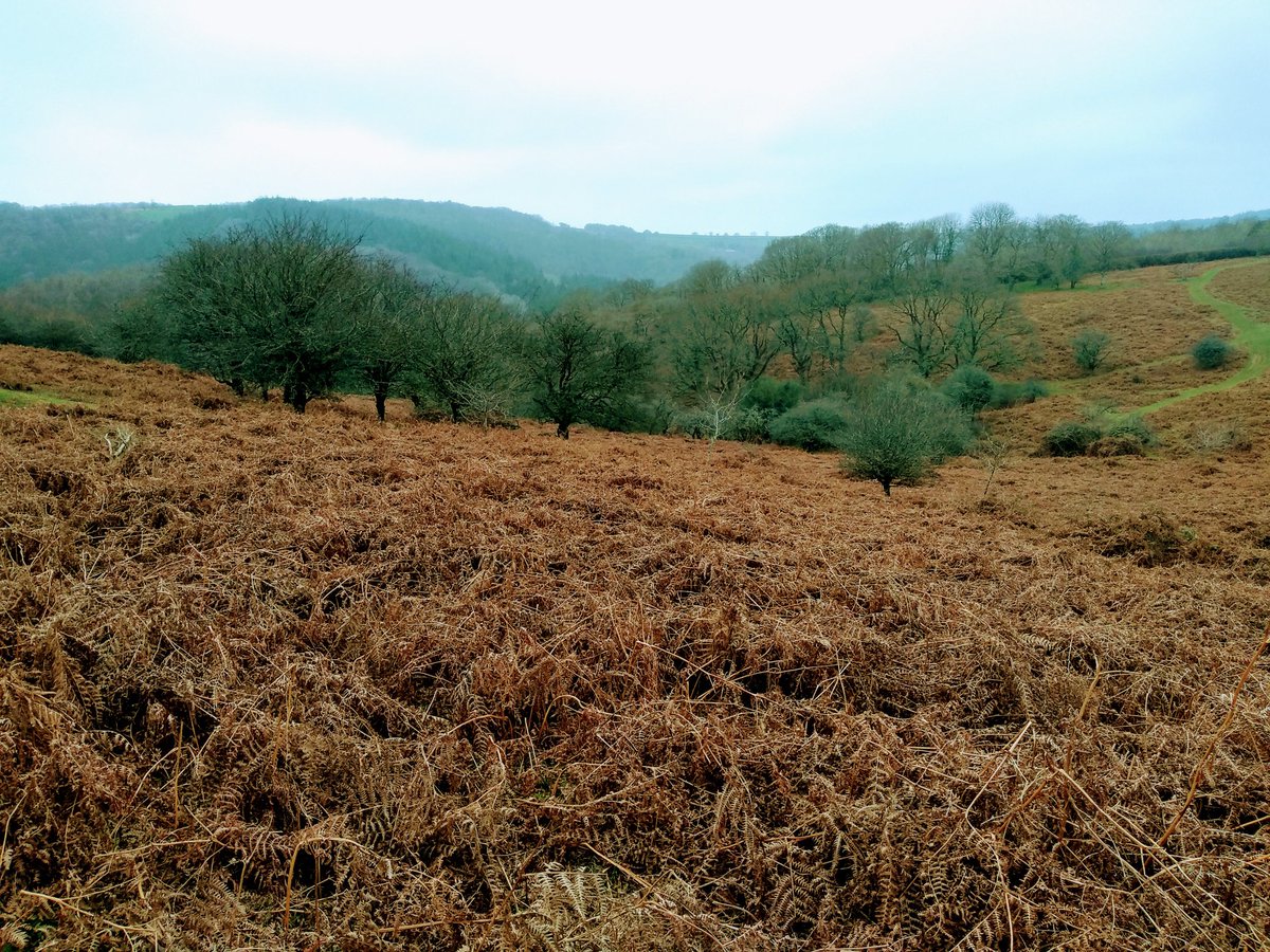 TavyJo's tweet photo. Even on a dark damp dull dreary January day, Dartmoor is beautiful, if a tad bleak.
#DoubleWaters #Tavistock
#DartmoorRivers #Tavy #Walkham
#Dartmoor #visitdartmoor #visitdevon #dartmoornationalpark https://t.co/kHFCWGx03J