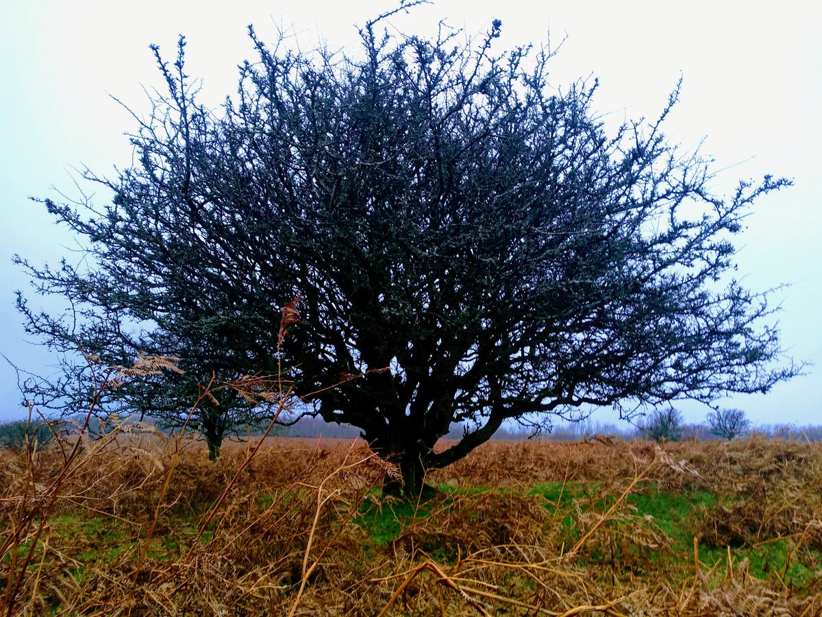 TavyJo's tweet photo. Even on a dark damp dull dreary January day, Dartmoor is beautiful, if a tad bleak.
#DoubleWaters #Tavistock
#DartmoorRivers #Tavy #Walkham
#Dartmoor #visitdartmoor #visitdevon #dartmoornationalpark https://t.co/kHFCWGx03J