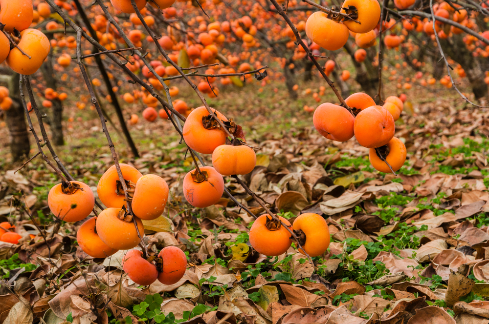 theGEF's tweet image. 2020 has been named the International Year of Plant Health by the #UNGA. Read this @UNEP story to find out why!
wrld.bg/ycZn50xLC0R #SuperYear