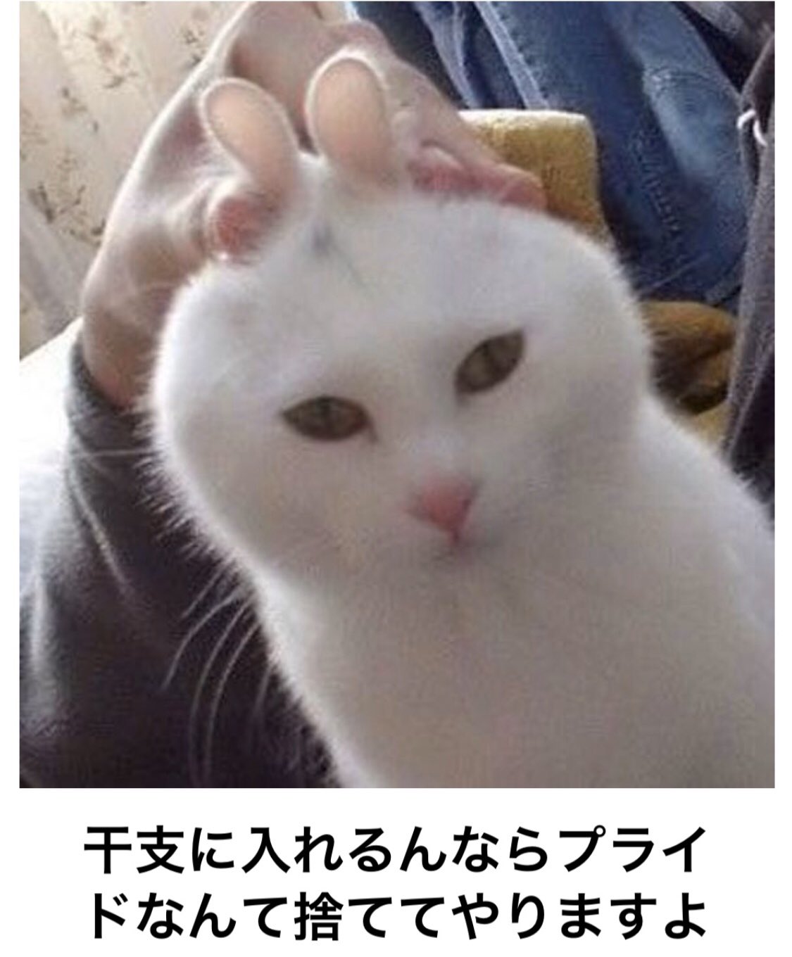 Xela178 真顔よ W 猫年 真顔猫 猫のプライド T Co 2jtpomzc3k Twitter