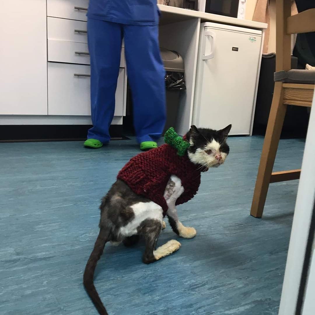 danapixie's tweet photo. #Pawcircle update
RT @StrayCatsWM: Max had the best day ever, in the only place I’ll ever trust with him!!!❤️
Maxxys happy place. ❤️
#CatsOfTwitter #happyplace #bestvets #rightathome https://t.co/qDvGnQdcAN
