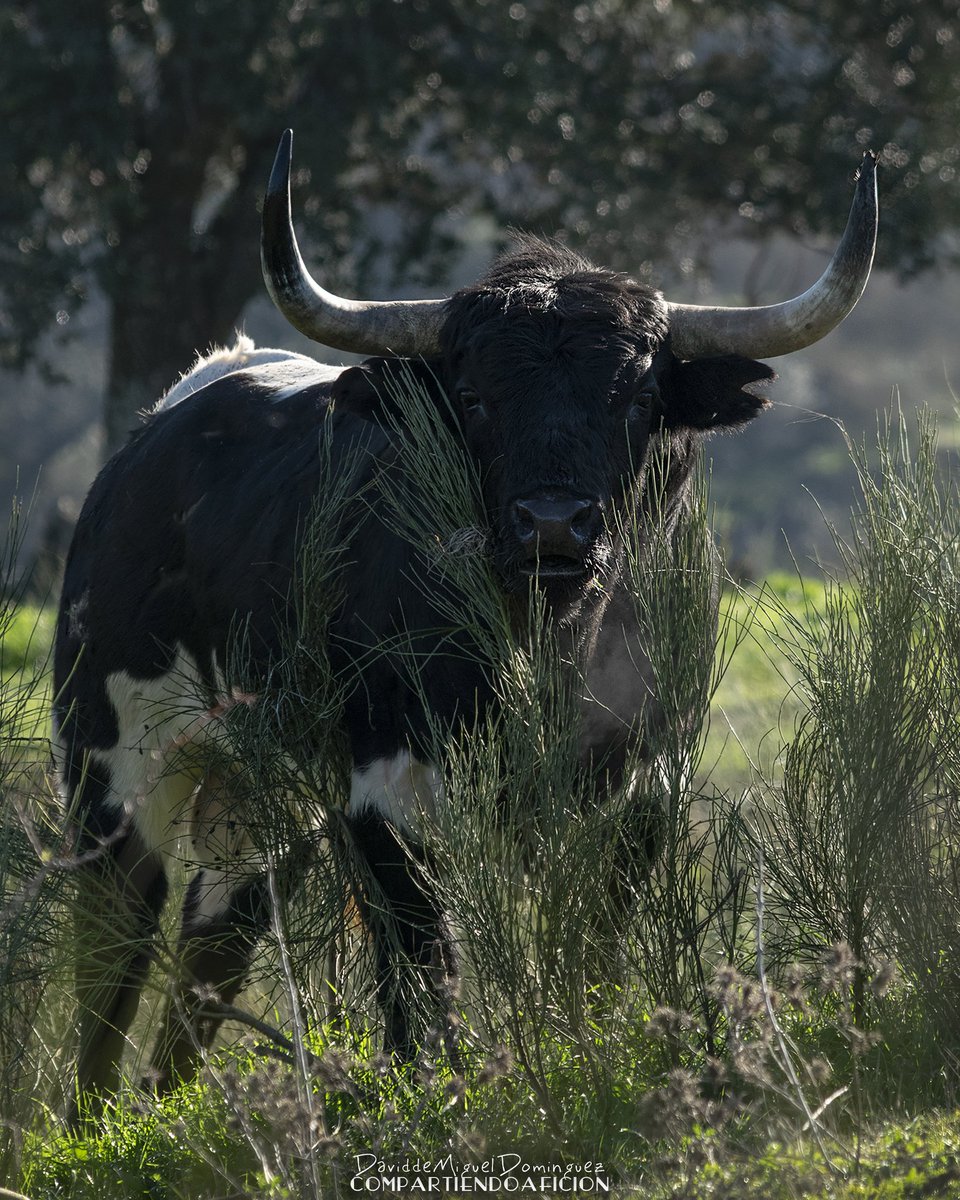 Compartiendoafi's tweet photo. - Levantó la niebla mañanera y entre ella este imponente toro de Jara del Retamar -
#CompartiendoAfición #GanaderíaBrava #JaraDelRetamar #CampoBravo #Extremadura #Estampa #Seriedad #Trapío #Imponente #naturaleza_spain #photo https://t.co/YUPDoexvdD