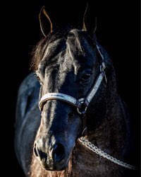 Steffizrmn's tweet photo. Y’all talking about baby fever, i have STUD FEVER! 🤩🤩 once you’re start looking... it’s hard to stop &amp; you just want to breed them all #studfever https://t.co/Vy4MzS0JpK